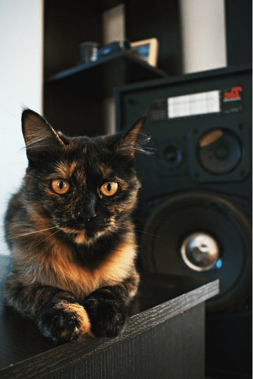 cat sitting next to a speaker